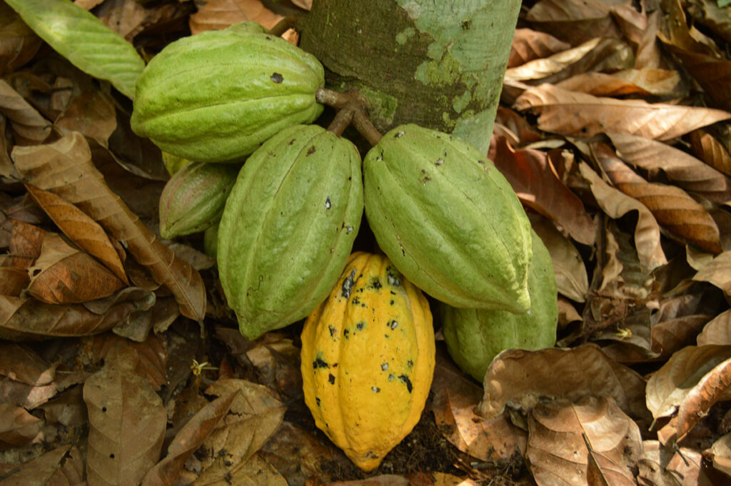 cocoa-innovation-1-1024x681